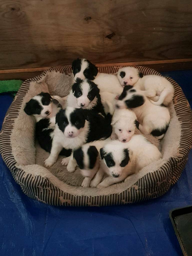 border collie pups gumtree